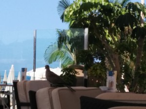 terasa-cafea-dimineata